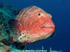 Red Sea coralgrouper. 
Let them live... by Elena May Izyumskaya 